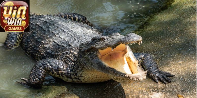 Giải mã giấc mơ thấy cá sấu